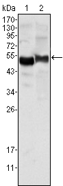 m00720 2 serpina1 primary antibodies wb testing 1