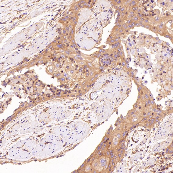 m00722 ihc10