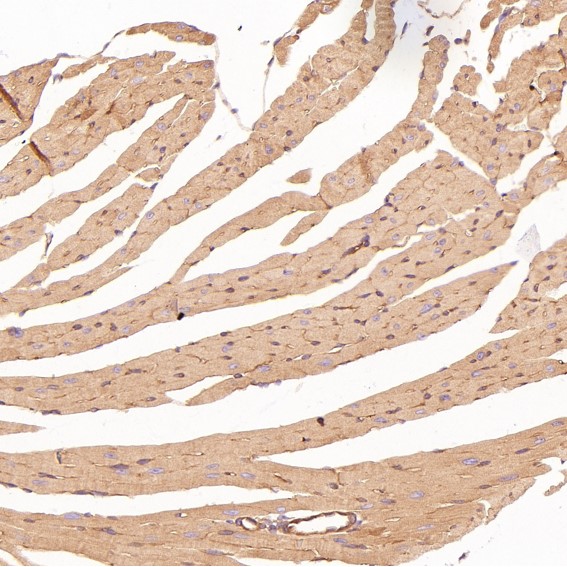 m00722 ihc11