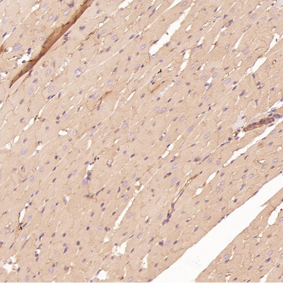 m00722 ihc8