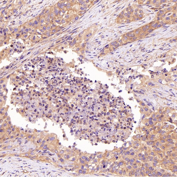 m00722 ihc9