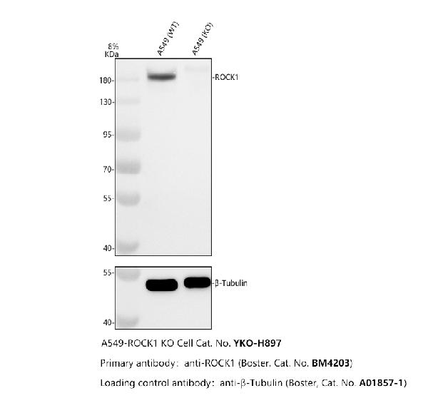 m00722 rock1 primary antibodies wb testing 2