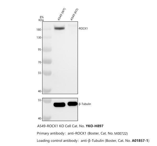 m00722 rock1 primary antibodies wb testing 2_1