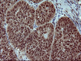 m00723 2 anti foxp1 mouse monoclonal antibody clone id oti4f1 ihc testing 3