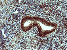 m00723 2 anti foxp1 mouse monoclonal antibody clone id oti4f1 ihc testing 5