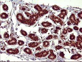 m00723 2 anti foxp1 mouse monoclonal antibody clone id oti4f1 ihc testing 8