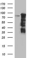 m00723 2 anti foxp1 mouse monoclonal antibody clone id oti4f1 wb testing 1