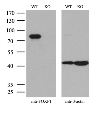 m00723 2 anti foxp1 mouse monoclonal antibody clone id oti4f1 wb testing 2