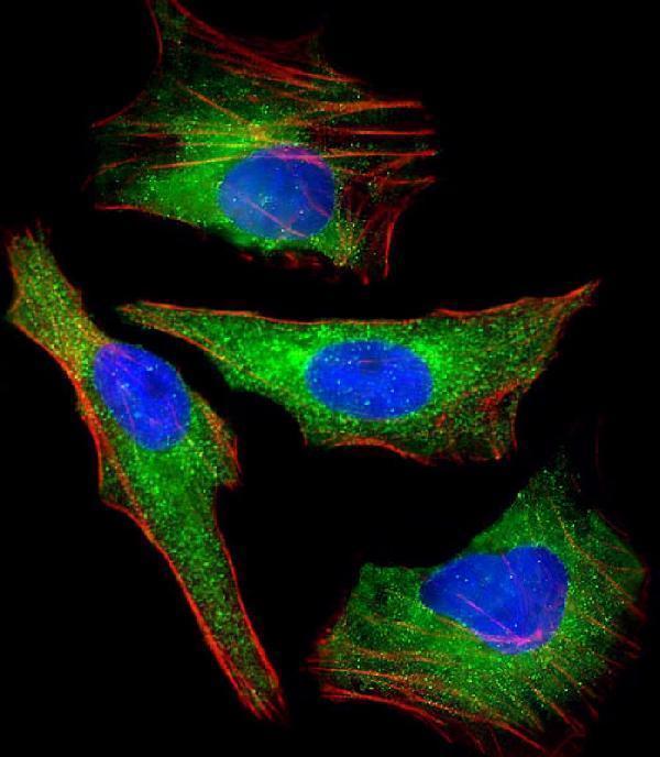 Immunofluorescent analysis of 4% paraformaldehyde-fixed, 0