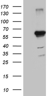 m00727 anti klf5 mouse monoclonal antibody clone id oti6d2 wb testing 1