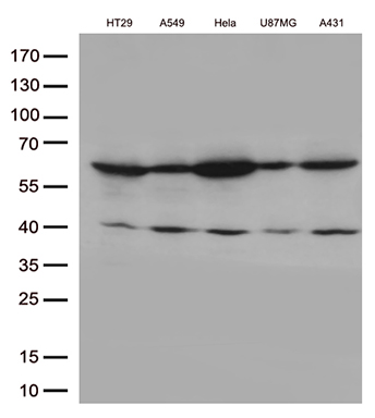 m00727 anti klf5 mouse monoclonal antibody clone id oti6d2 wb testing 2