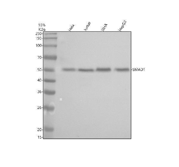 m00728 1 smad1 primary antibodies wb testing 1