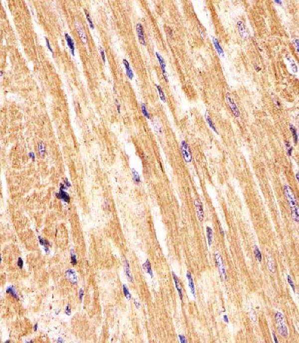 m00728 2 anti mouse smad1 antibody center ihc p testing 2