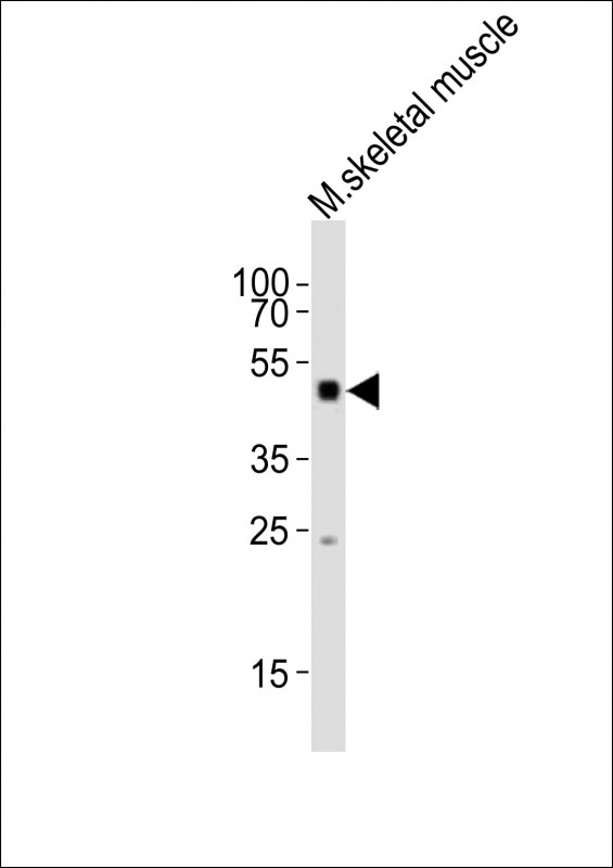 m00728 2 anti mouse smad1 antibody center wb testing 1