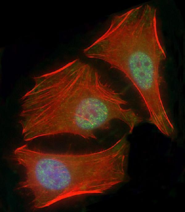 Immunofluorescent analysis of 4% paraformaldehyde-fixed, 0