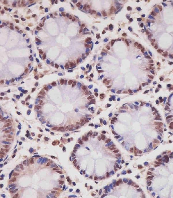 m00728 3 anti smad1 antibody ihc p testing 4