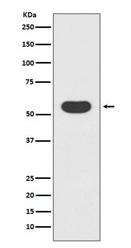 Western blot analysis of Smad1 expression in 293T cell lysate