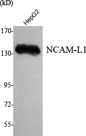 Western blotting validation for Anti-NCAM-L1 L1CAM Monoclonal Antibody M00729-2
Western Blot (WB) analysis using NCAM-L1 Monoclonal Antibody against HepG2 cell lysate
