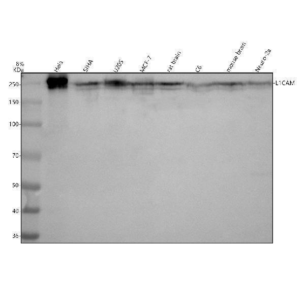 Western blot analysis of L1CAM using anti-L1CAM antibody (M00729)