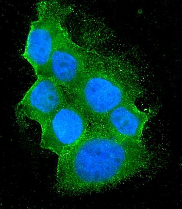 m00730 1 bid primary antibodies if testing 5