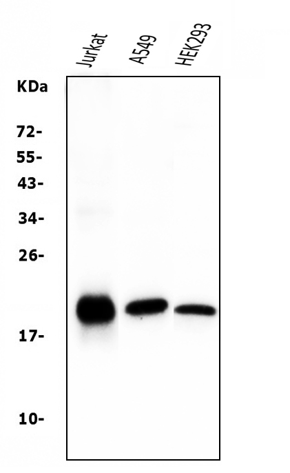  Western blot analysis of Bid using anti-Bid antibody (M00730-1)