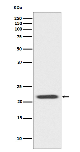 Western blot analysis of Bid expression in Jurkat cell lysate