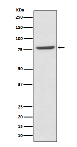 Western blot analysis of Mre11 expression in K562 cell lysate