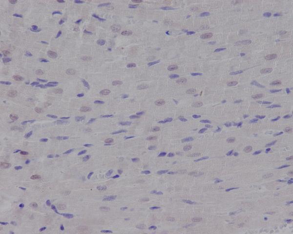 m00732 ihc