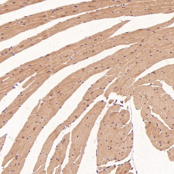 m00732 ihc11