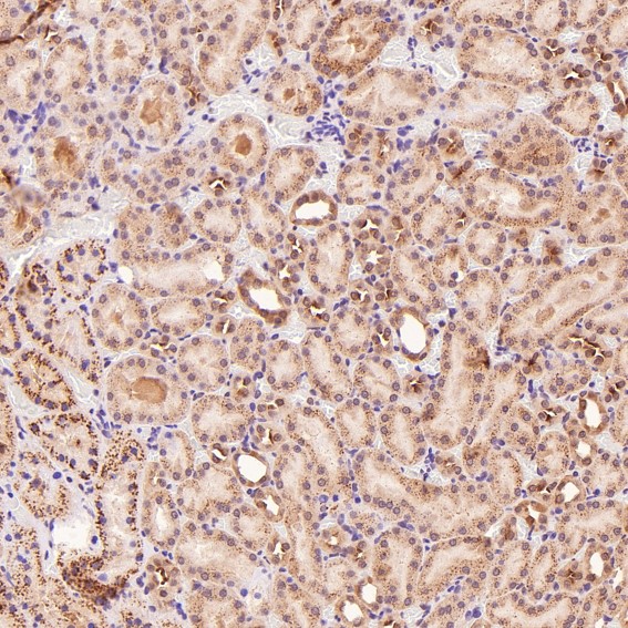 Immunohistochemical analysis of paraffin-embedded Rat kidney, using the Antibody at 1:100 dilution