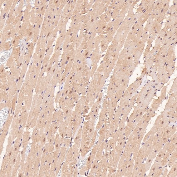m00732 ihc8