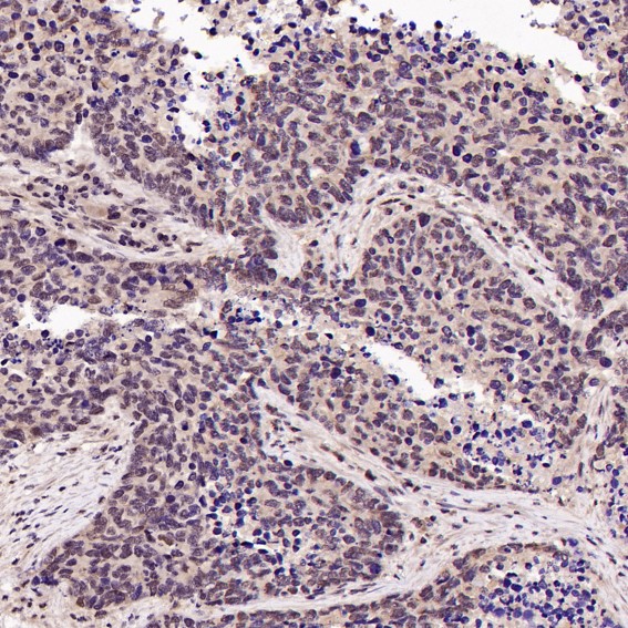 m00732 ihc9