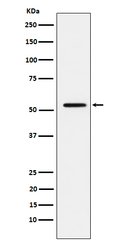 m00733 2 wb