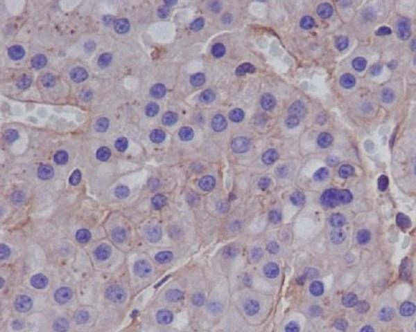 m00733 ihc