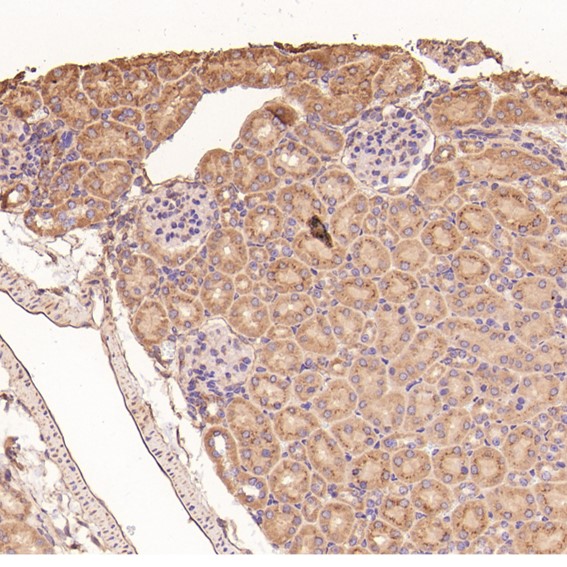 m00733 ihc10
