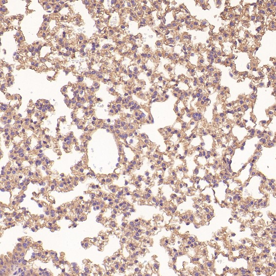 m00733 ihc11