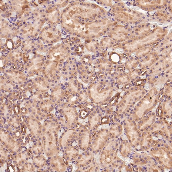 m00733 ihc7