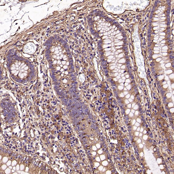 m00733 ihc9