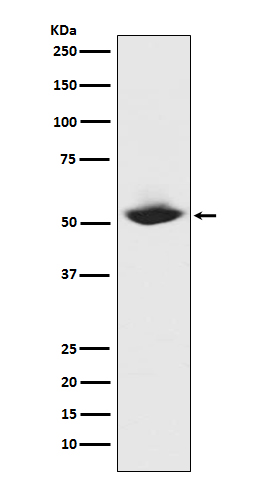 m00733 wb