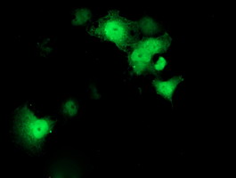 Anti-STAT4 mouse monoclonal antibody (M00734-1) immunofluorescent staining of COS7 cells transiently transfected by pCMV6-ENTRY STAT4