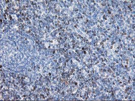 m00734 1 anti stat4 mouse monoclonal antibody clone id oti2f3 ihc testing 3