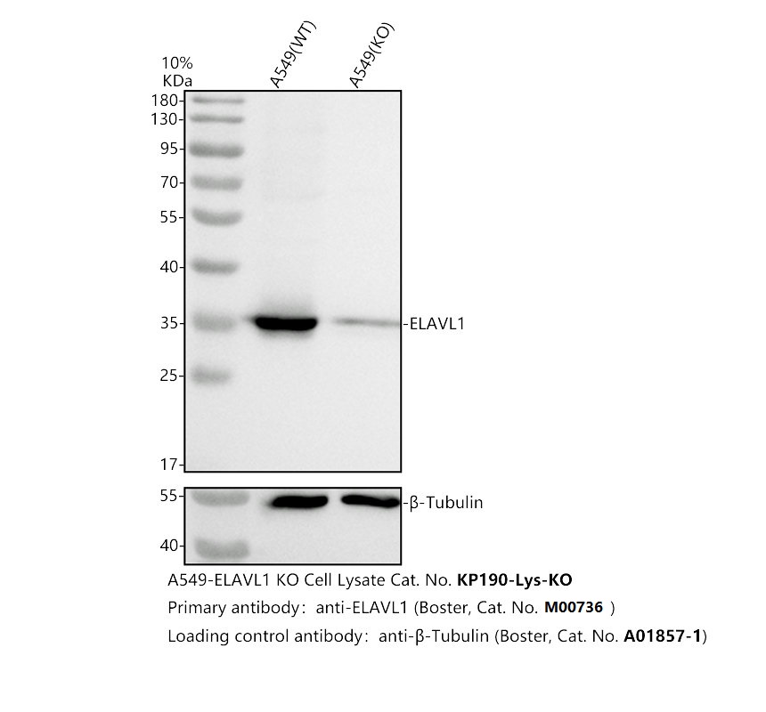 Western blot analysis of HuR/ELAVL1 using anti-HuR/ELAVL1 antibody (M00736)