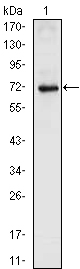 Western blotting validation for Anti-Nkx-2