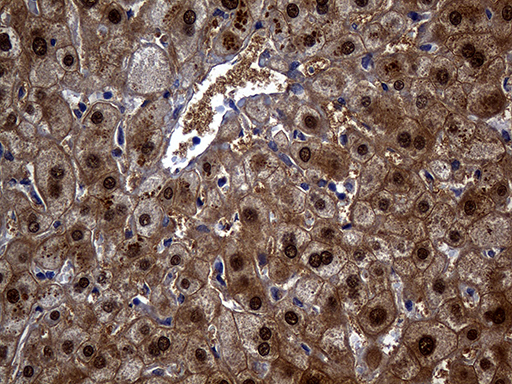 m00742 anti argininosuccinate lyase asl mouse monoclonal antibody clone id oti9g2 ihc testing 6