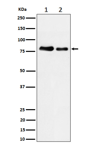 Western blot analysis of PKC expression in (1) HeLa cell lysate; (2) A431 cell lysate