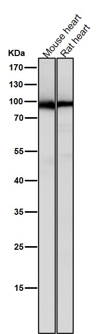 All lanes use the Antibody at 1:5K dilution for 1 hour at room temperature