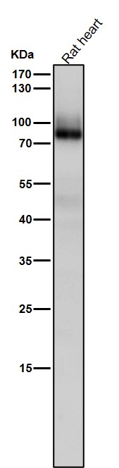 m00743 3 wb9