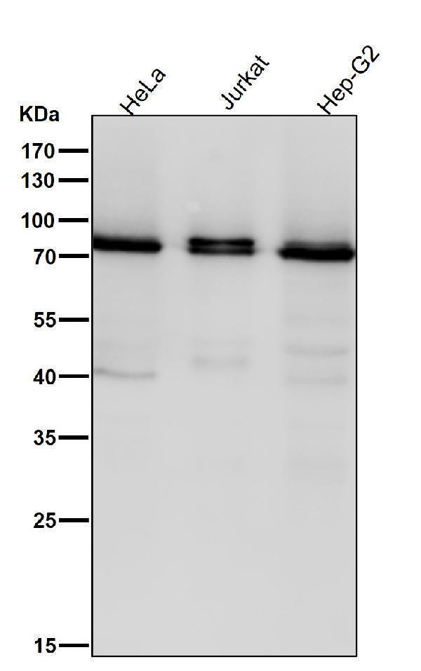 m00743 4 wb8