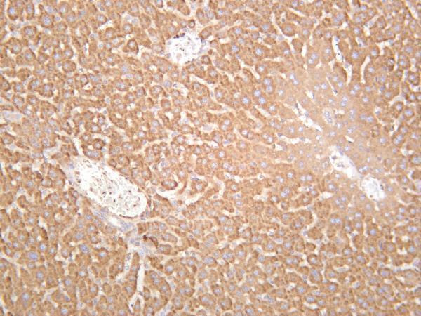 Mouse liver was stained with anti-PKC α rabbit antibody