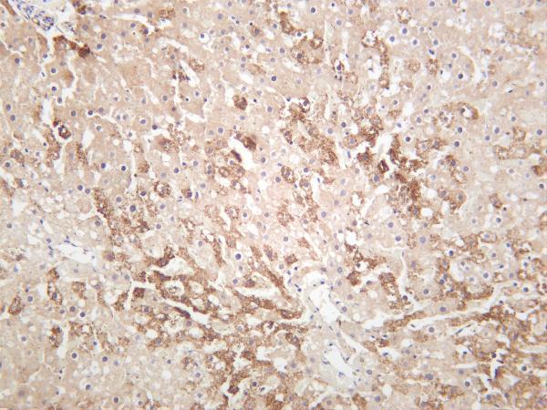 Rat liver was stained with anti-PKC α rabbit antibody